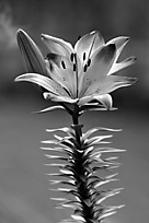sidebar_pic